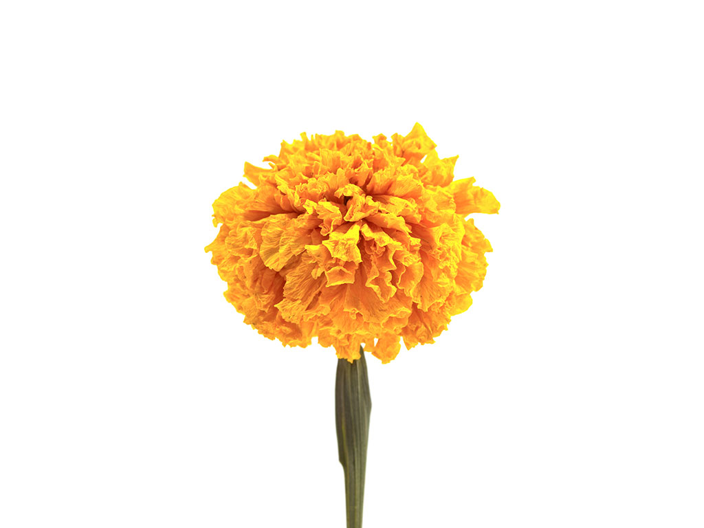 calendula