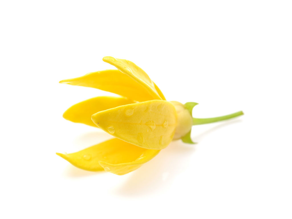 ylang ylang